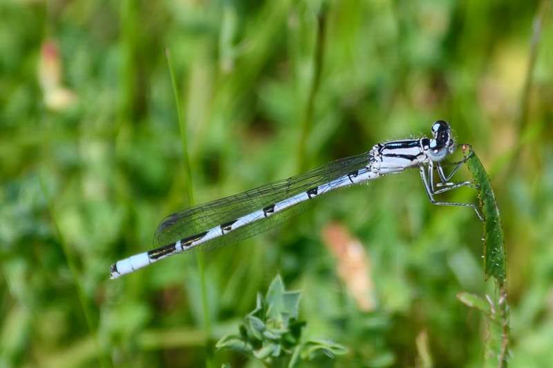 Common Blue Damselfly